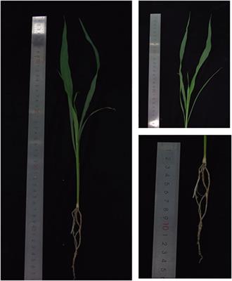 A High-Quality Genome Assembly of Sorghum dochna